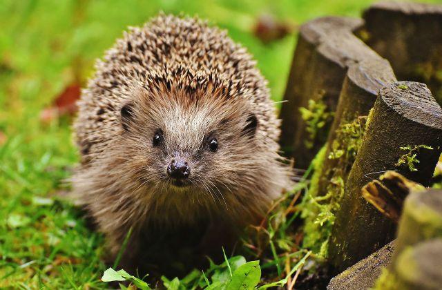 Ежи – внешний вид