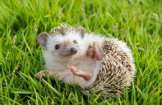 Ежи - середа обитания