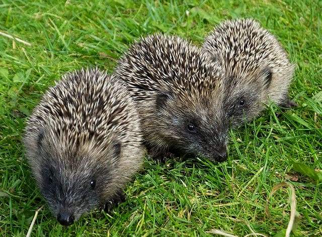 Ежи - размножение