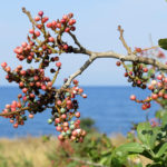 Фисташка туполистная