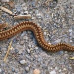 Гадюка Динника