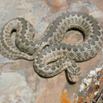 Гадюка Лотиева