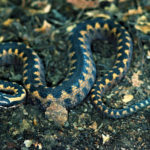 Гадюка Орлова