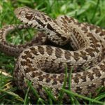 Гадюка степная