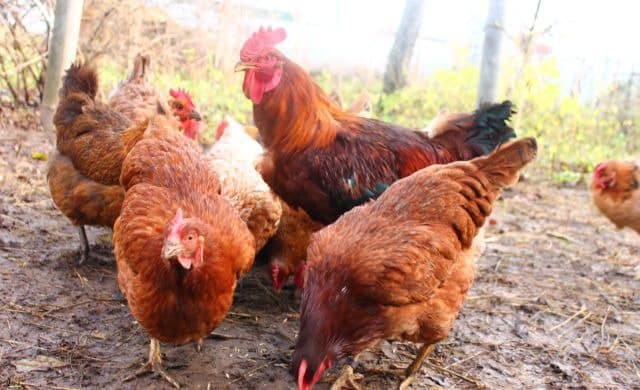 Голландская бритва