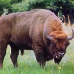 Горный зубр