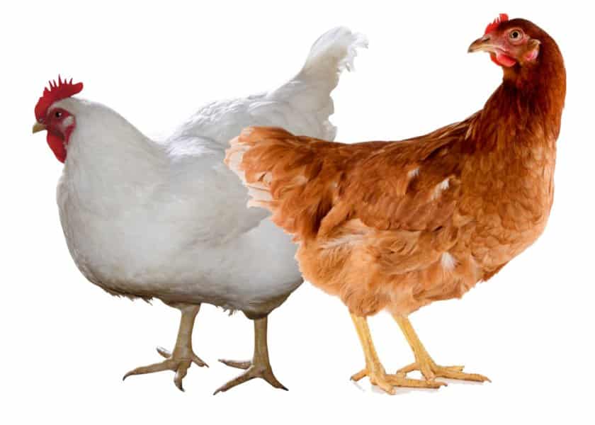 Хайсекс и Хайсекс Уайт