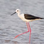 Ходулочник