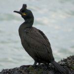 Хохлатый баклан