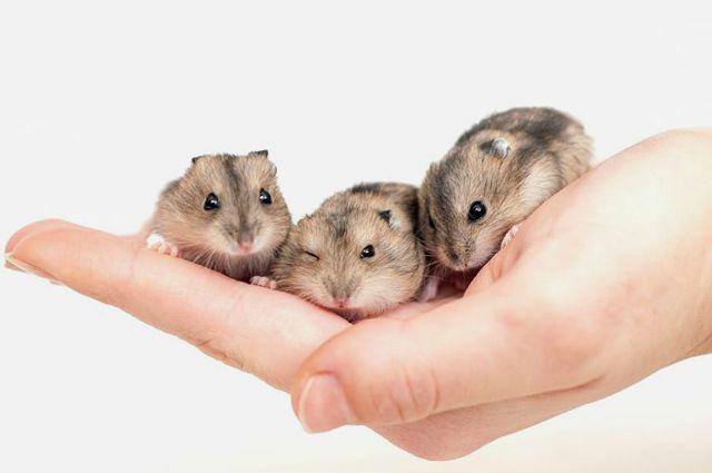 Хомяк - приручение