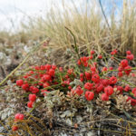 Хвойник двухколосковый