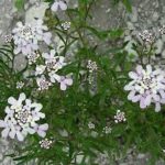 Ибериийка крымская