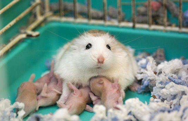 Мать хомяка кормит своих детенышей