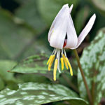 Кандык кавказский