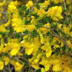 Карагана кустарниковая