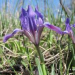 Касатик карликовый