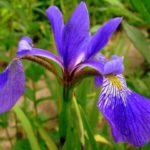 Касатик ложный