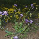 Касатик вильчатый