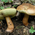 Каштановые грибы