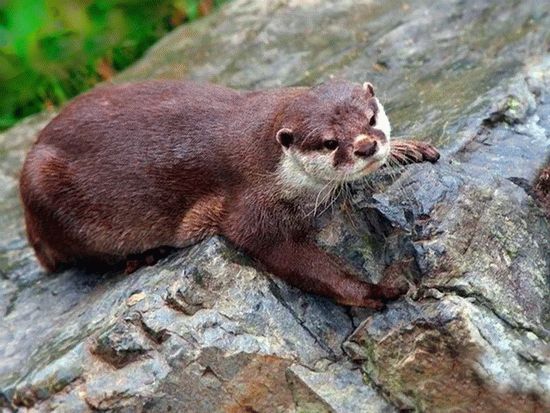 Кавказская выдра