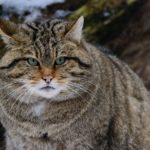 Кавказский лесной кот