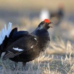 Кавказский тетерев