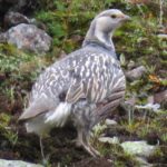 Кавказский улар