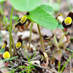 Кирказон Штейпа