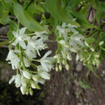 Клекачка перистая