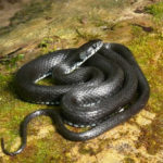 Колхидский уж