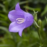 Колокольчик Литвинской