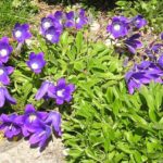 Колокольчик Отрана