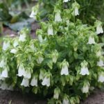 Колокольчик поникающий