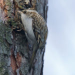 Короткопалая пищуха