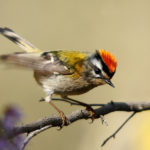 Красноголовый королек