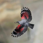 Краснокрылый стенолаз