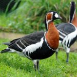 Краснозобая казарка