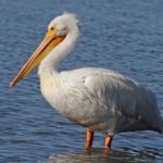 Кудрявый пеликан