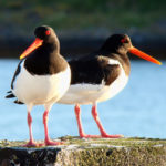 Кулик-сорока