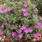 Ладанник крымский