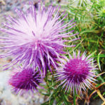 Ламира ежеголовая