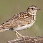 Лесной жаворонок