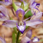 Лимодорум недоразвитый