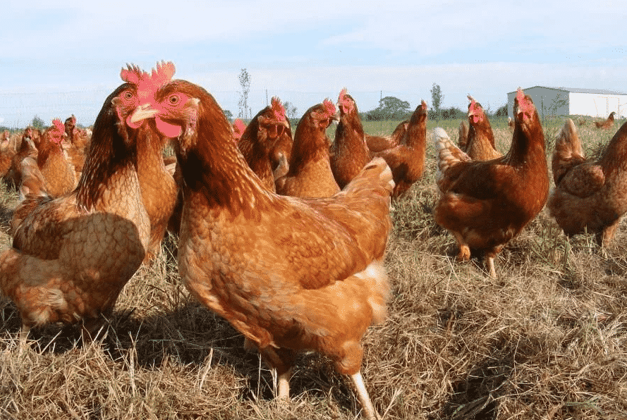 Ломан Браун