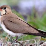 Луговая тиркушка