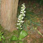 Любка двулистная