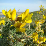 Майкараган волжский