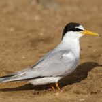 Малая крачка