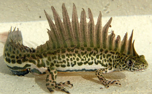 Малоазиатская саламандра