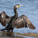 Малый баклан